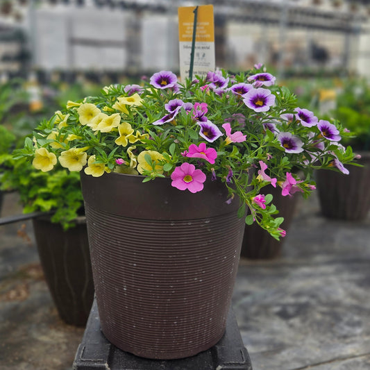 Calibrachoa | Spring Showers - Small Patio Container