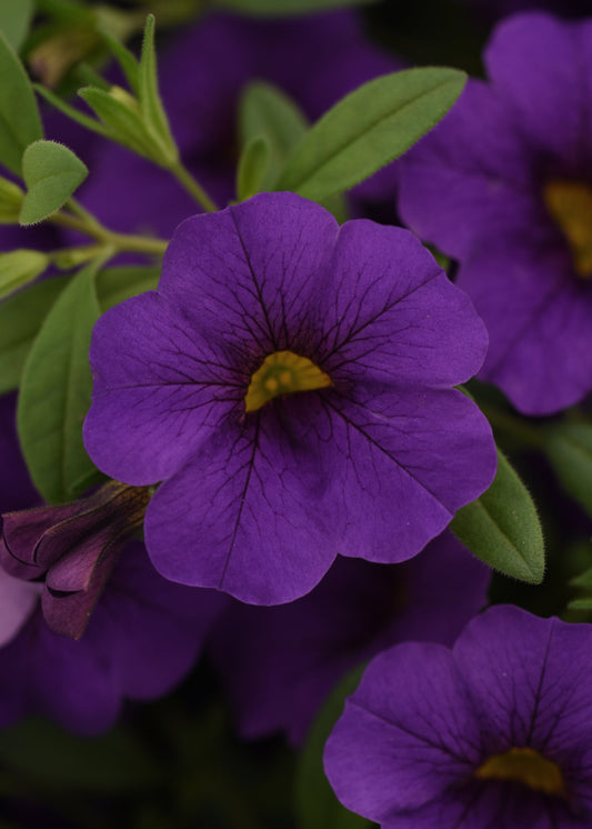 Calibrachoa | Cabaret - Large Hanging Basket