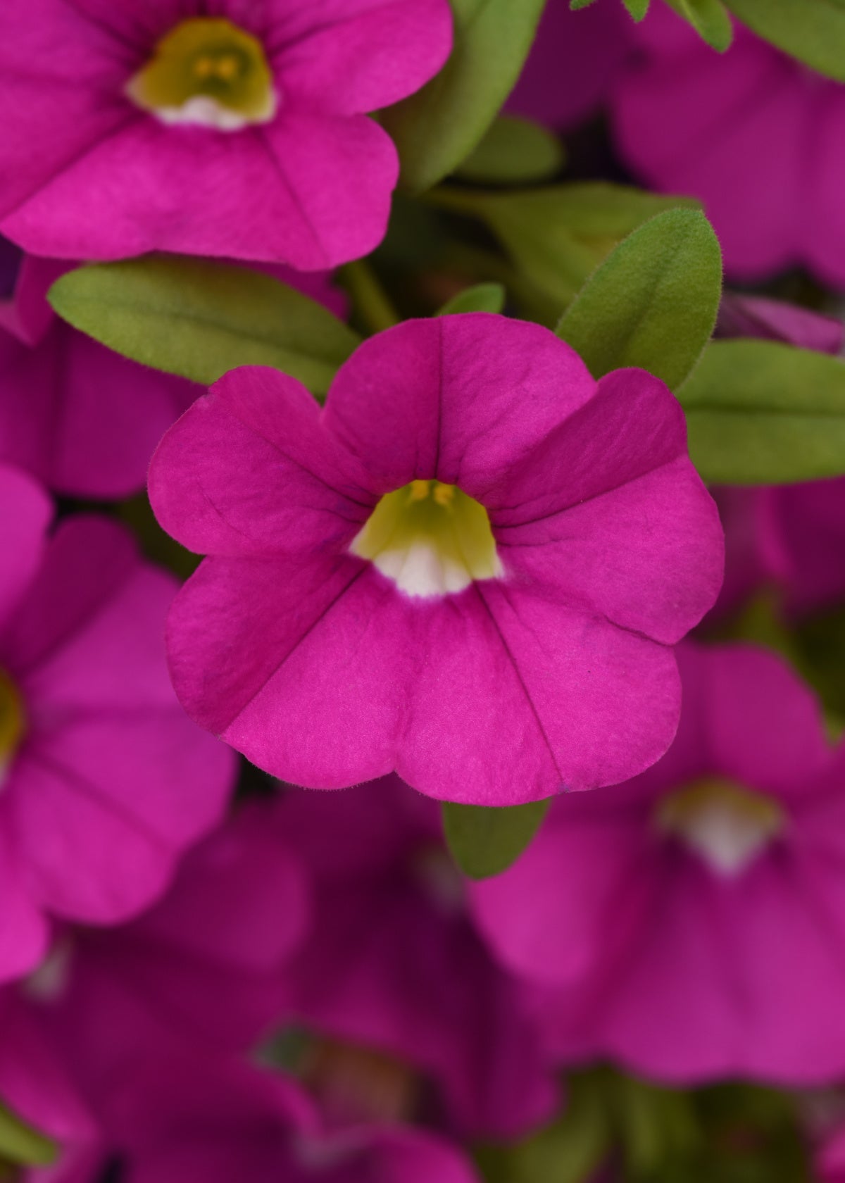 Calibrachoa | Cabaret - Large Hanging Basket