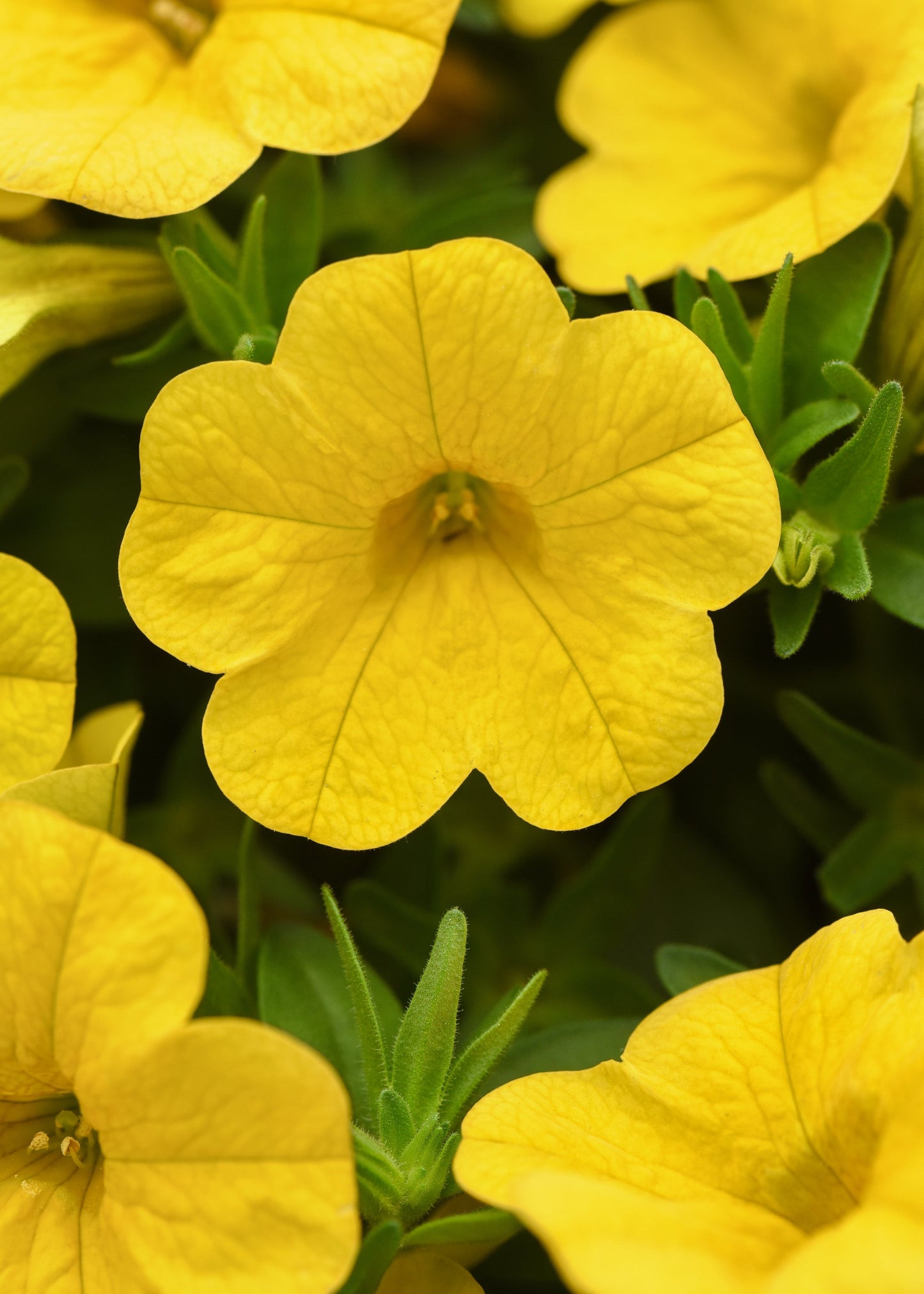 Calibrachoa | Cabaret - Large Hanging Basket