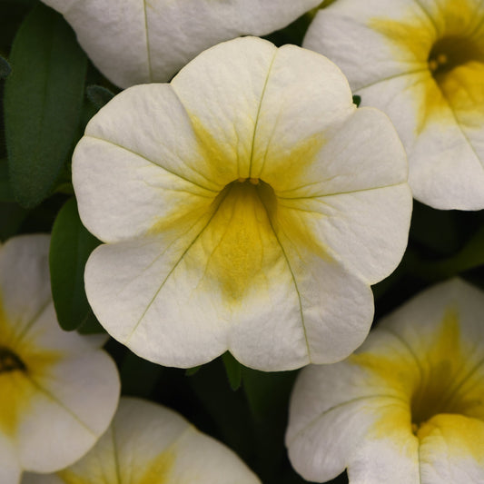 Calibrachoa | Cha-Cha - 1 Quart
