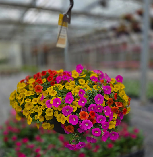 Calibrachoa | Fruit Cocktail - Large Hanging Basket