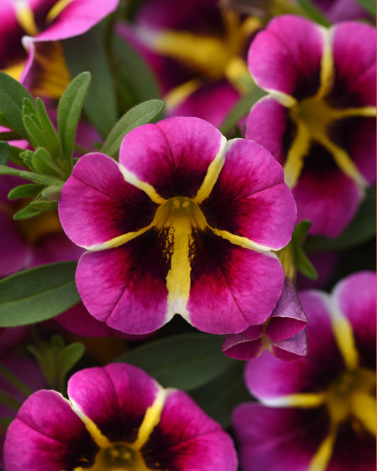 Calibrachoa | Cha-Cha - Large Hanging Basket