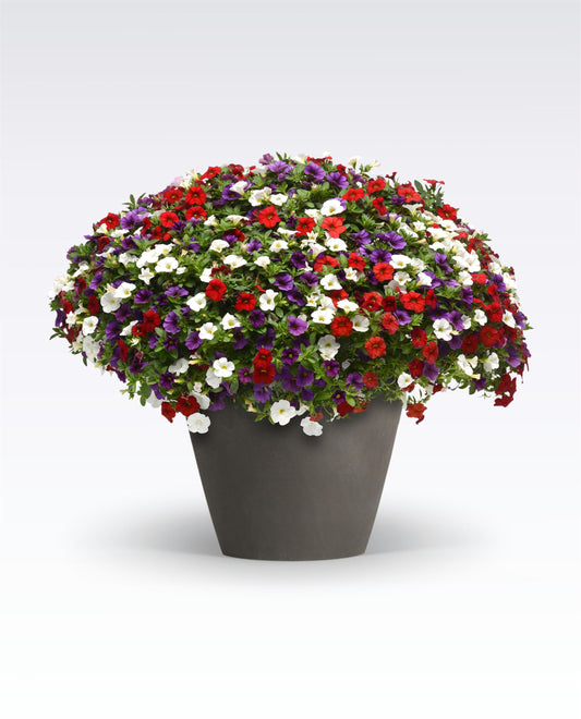Calibrachoa | Spirits United - Large Hanging Basket