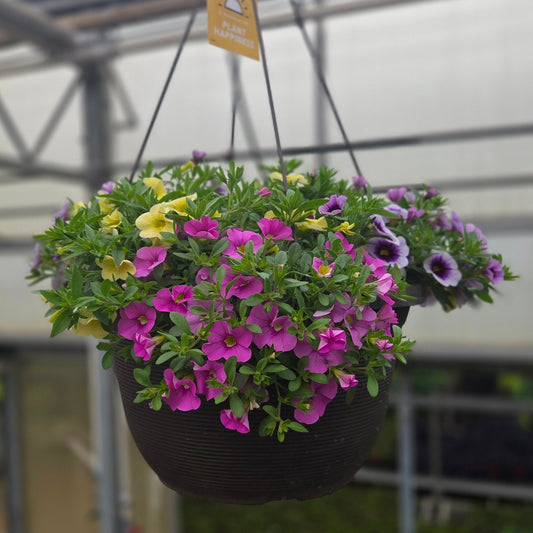 Calibrachoa | Spring Showers - Large Hanging Basket