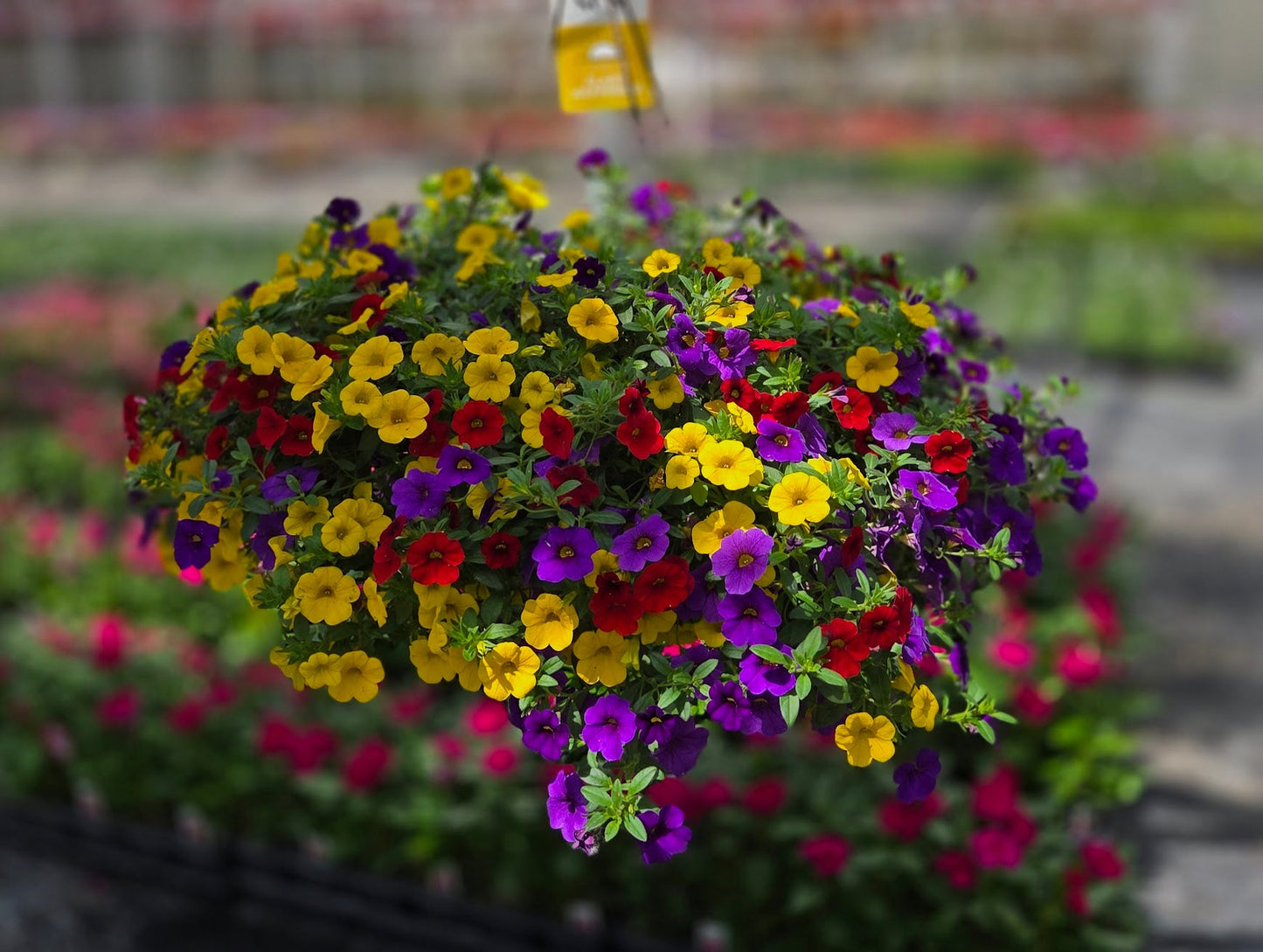 Calibrachoa | Sprinkles on Top - Large Hanging Basket