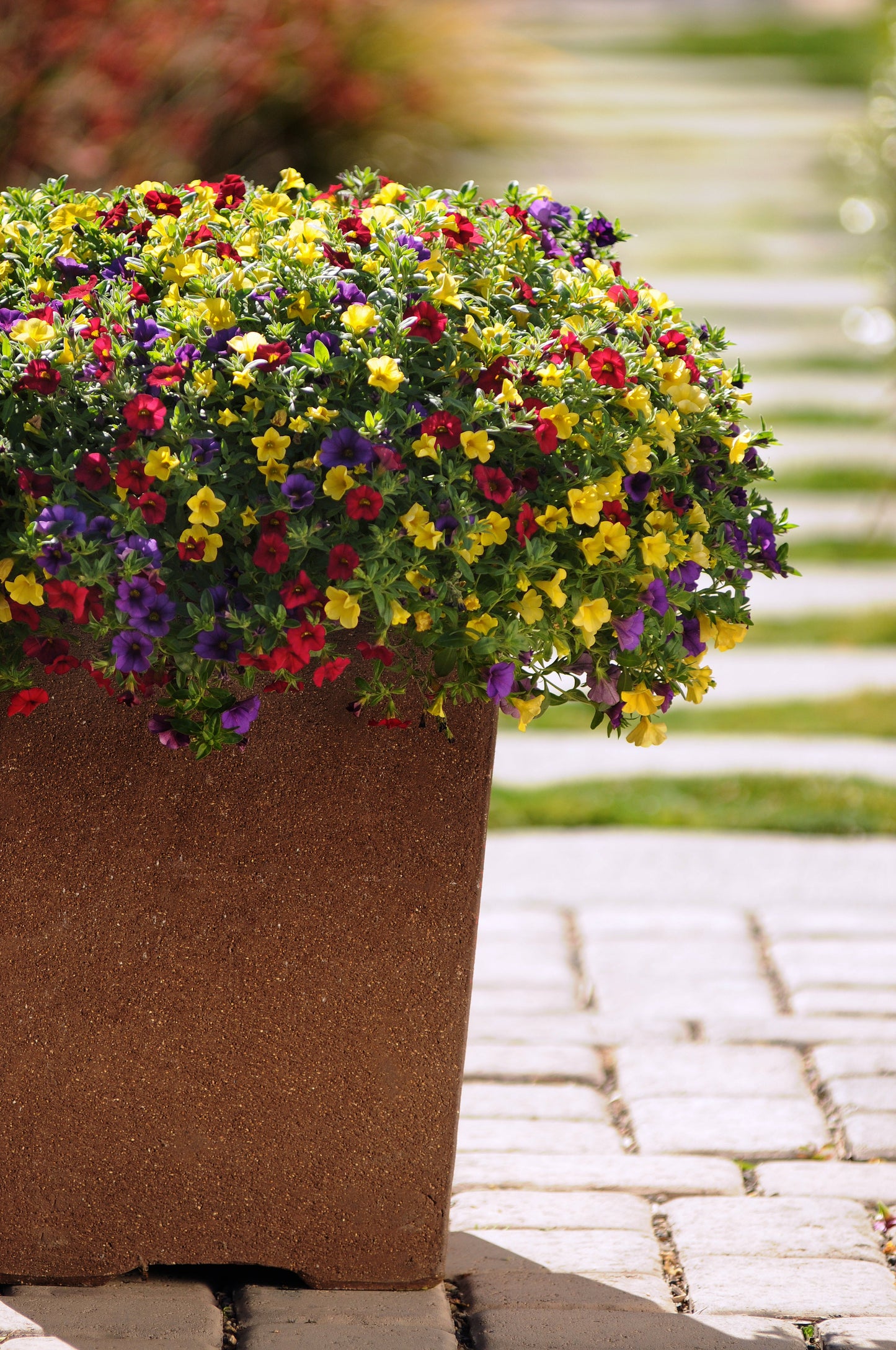 Calibrachoa | Sprinkles on Top - Medium Hanging Basket