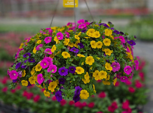 Calibrachoa | Sundance - Large Hanging Basket