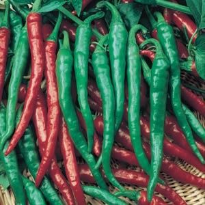 Pepper | Chili | Cayenne Long Thin - 4 Pack