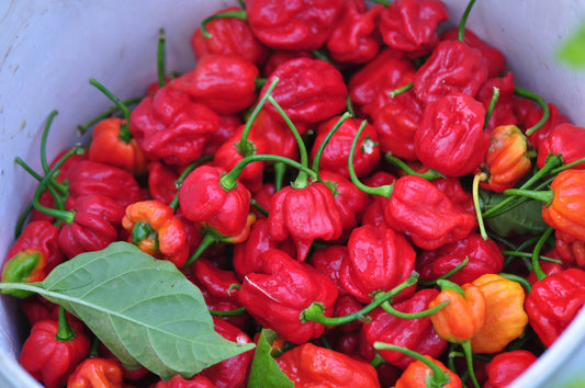 Pepper | Chili | Trinidad Scorpion - 1 Pint