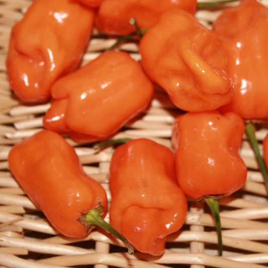 Pepper | Ethnic Hot | Habanero Orange - 1 Pint