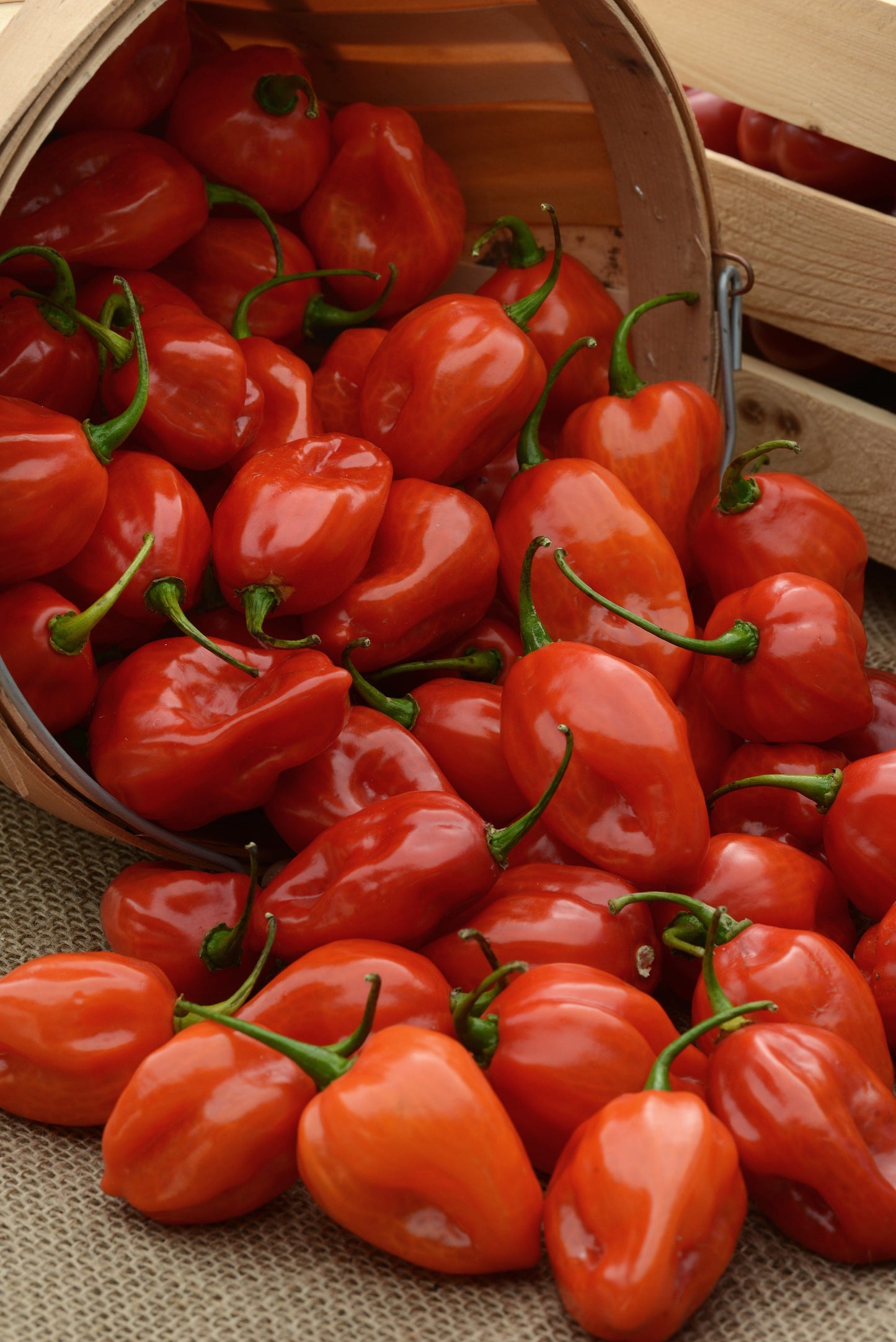 Pepper | Ethnic Hot | Primero Red - 1 Pint