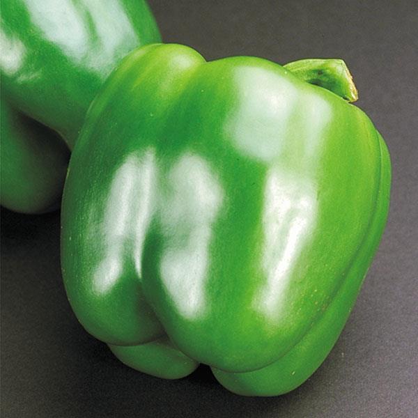 Pepper | Bell | California Wonder - 4 Pack