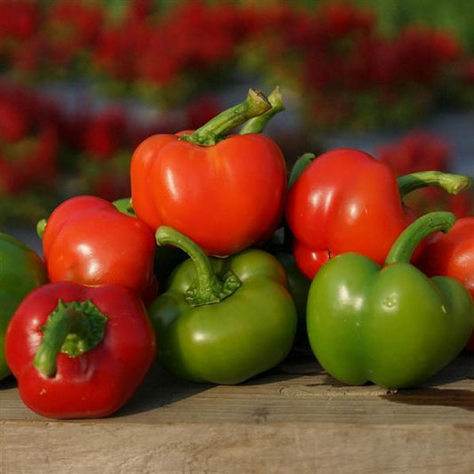 Pepper | Bell | Chili Pie - 1 Pint