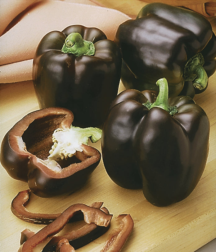 Pepper | Bell | Chocolate Beauty - 1 Pint