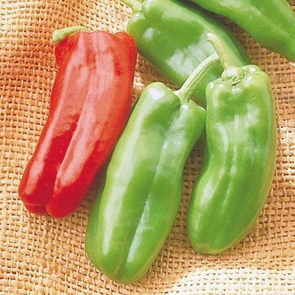 Pepper | Mild | Giant Marconi - 1 Gallon
