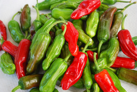 Pepper | Mild | Greek Pepperocini - 1 Pint