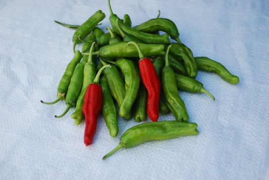 Pepper | Mild | Shishito - 1 Pint