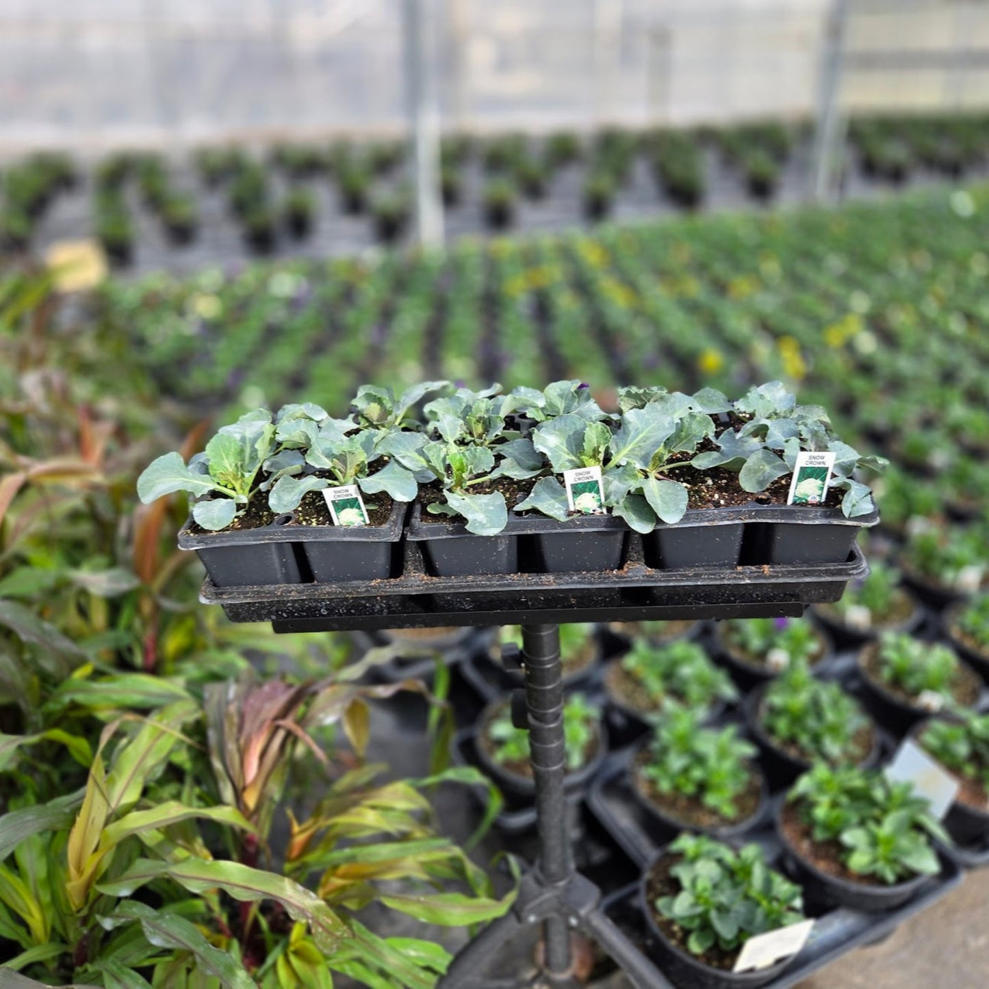 Brassica | Cauliflower