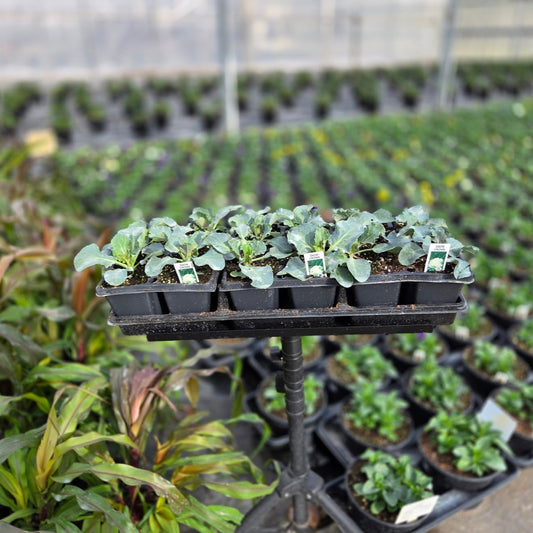 Brassica | Cauliflower