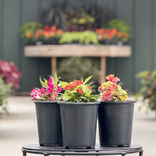 Celosia | Twisted - 1 Quart