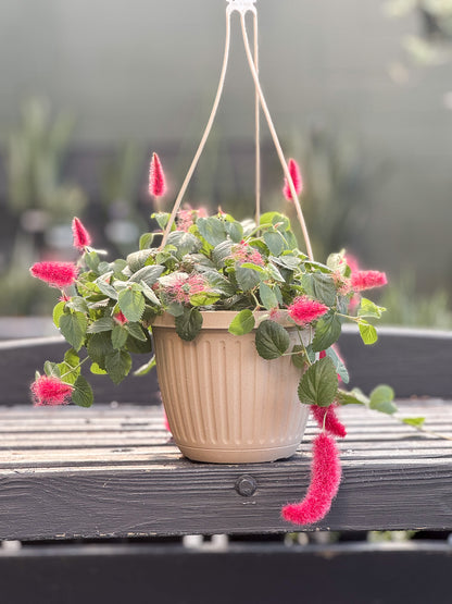 Acalypha hispida | Chenile - 6.5 Inch Hanging Basket