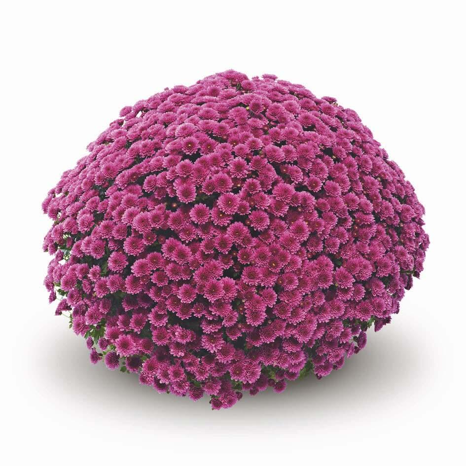 Garden Mum | Jasoda Purple - 5 Quart