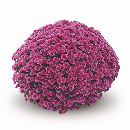 Garden Mum | Jasoda Purple - 5 Quart