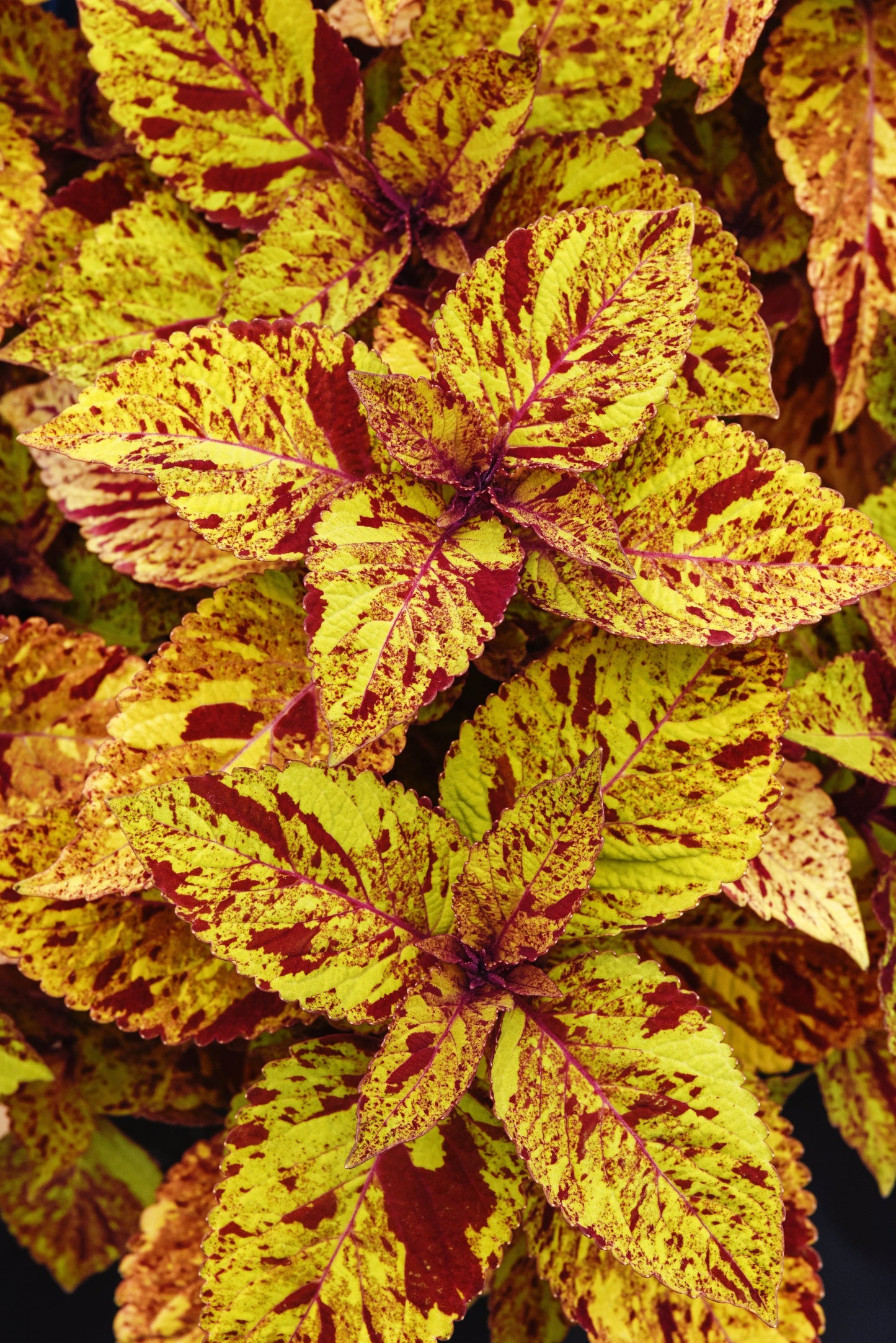 Coleus | ChargedUp - 1 Quart