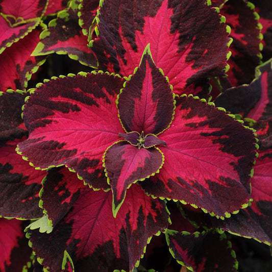Coleus | Premium Sun - 4 Pack