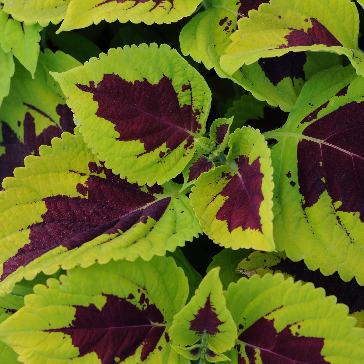 Coleus | Kong - 4 Pack