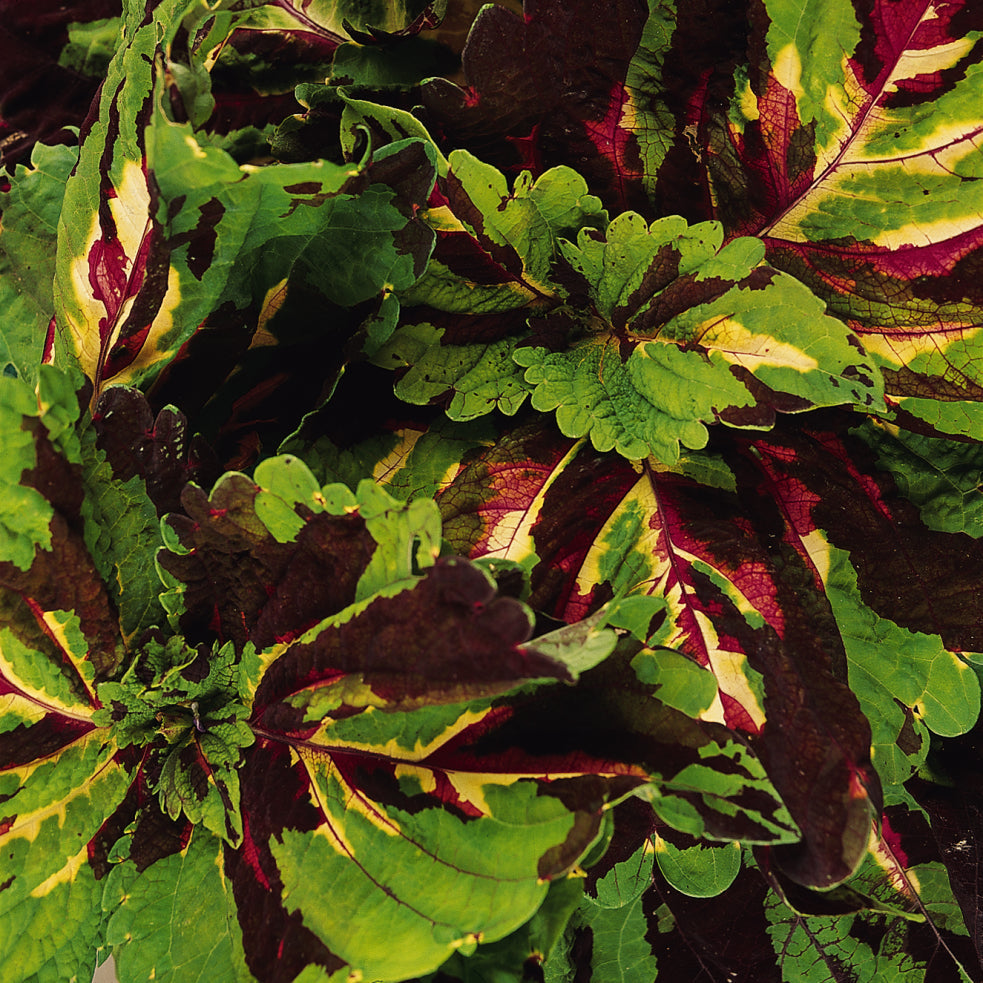 Coleus | Kong - 4 Pack