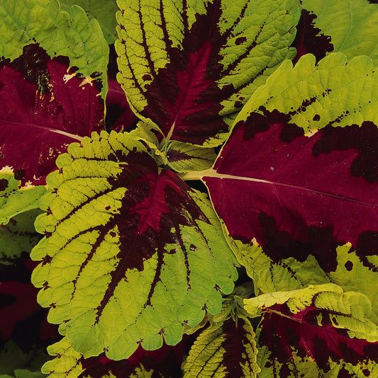 Coleus | Kong - 3 Quart