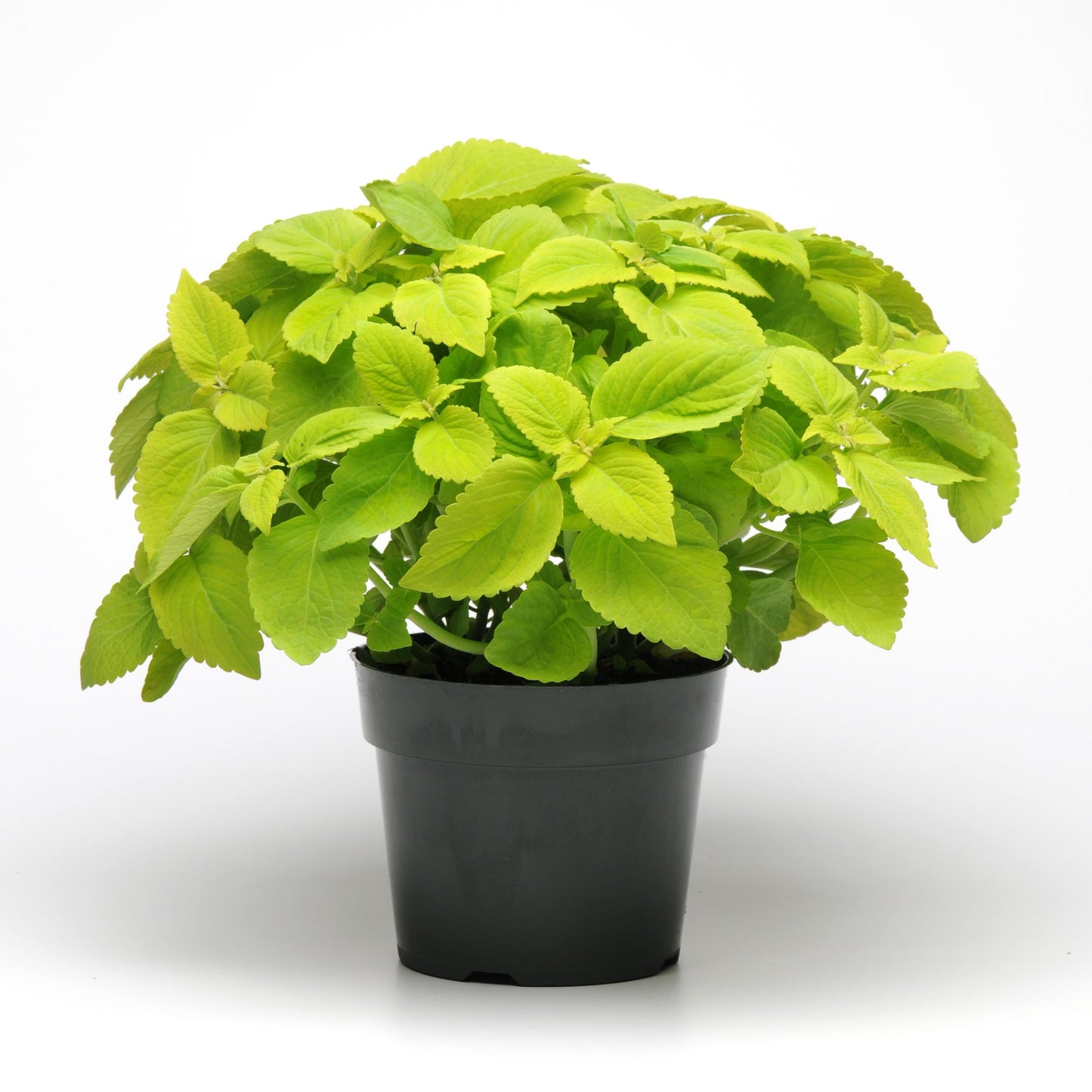 Coleus | Premium Sun - 4 Pack