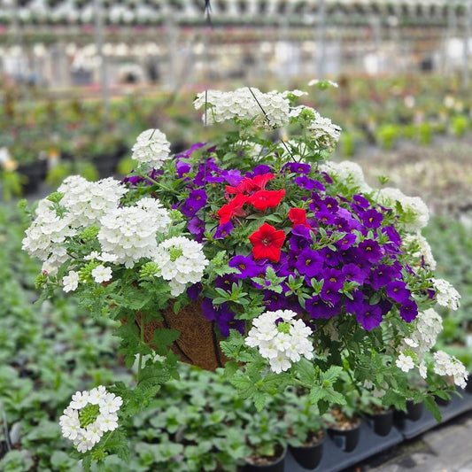 ColorWave | Americana - Grand Hanging Basket