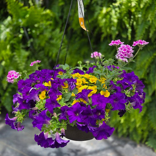 ColorWave | Daybreak - Large Hanging Basket