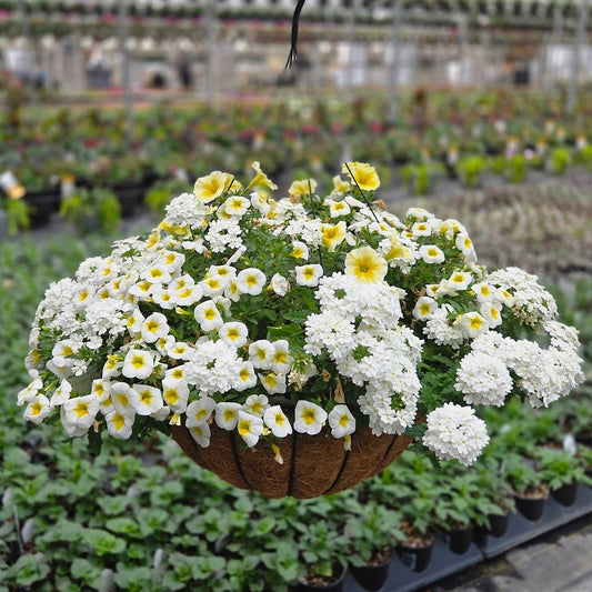 ColorWave | Easy Peasy - Grand Hanging Basket