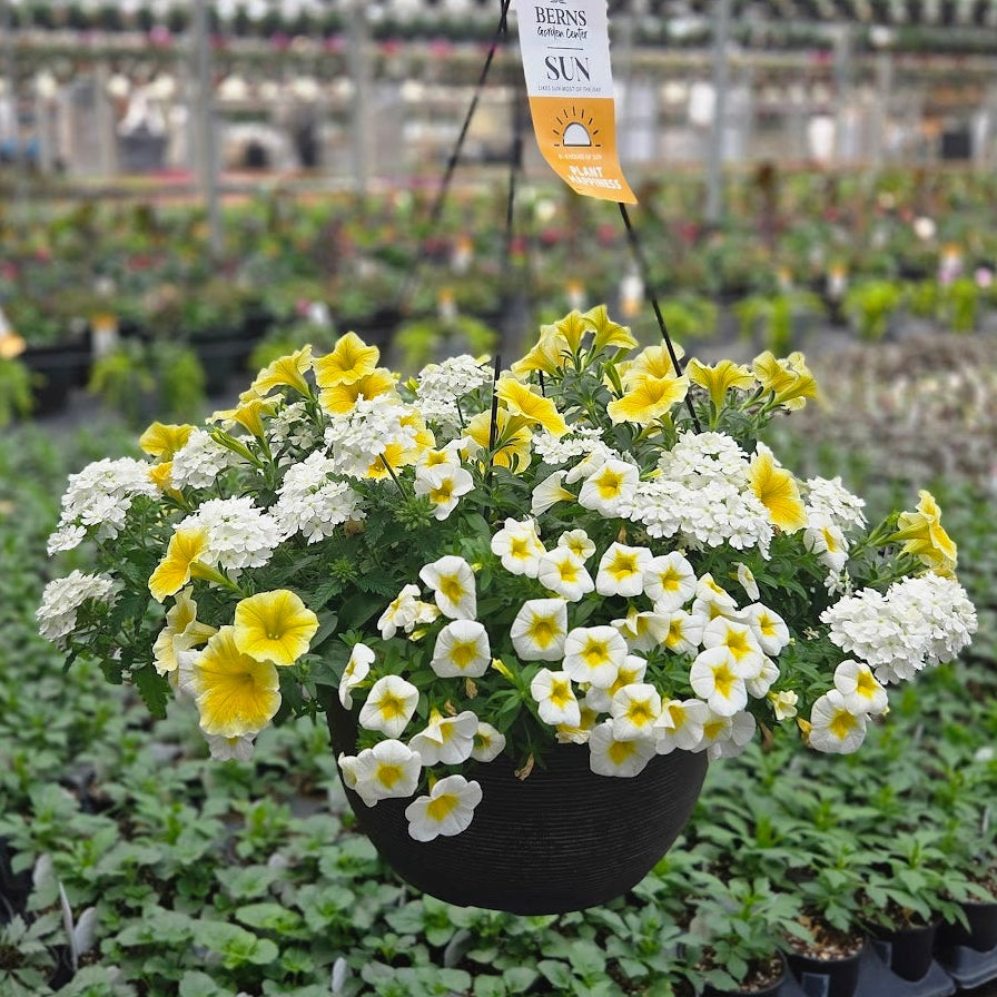 ColorWave | Easy Peasy - Large Hanging Basket