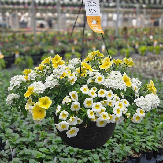 ColorWave | Easy Peasy - Large Hanging Basket