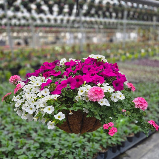 ColorWave | Merlot - Grand Hanging Basket