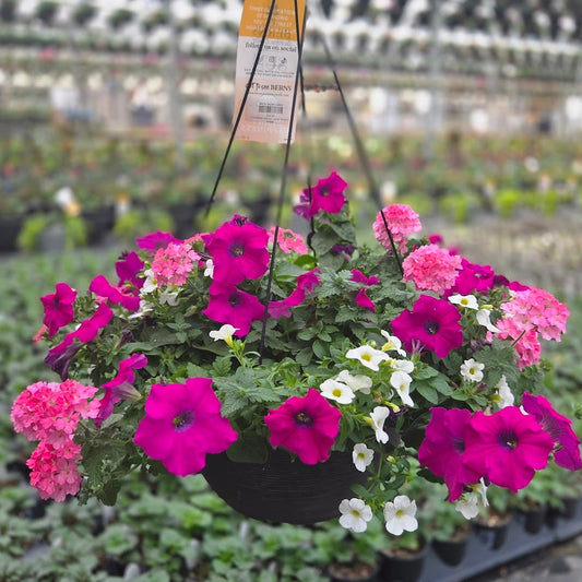 ColorWave | Merlot - Large Hanging Basket