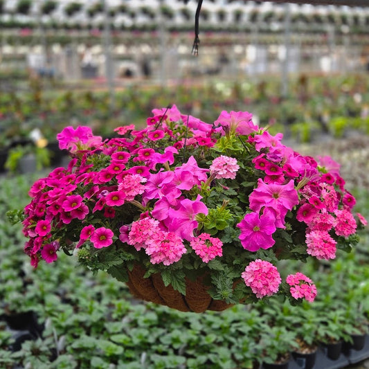 ColorWave | Monster Pink - Grand Hanging Basket
