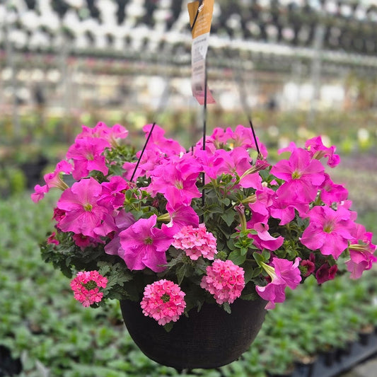 ColorWave | Monster Pink - Large Hanging Basket
