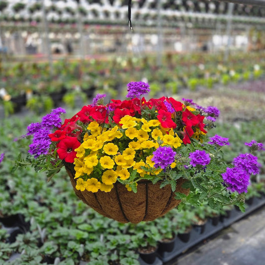 ColorWave | Playtime - Grand Hanging Basket