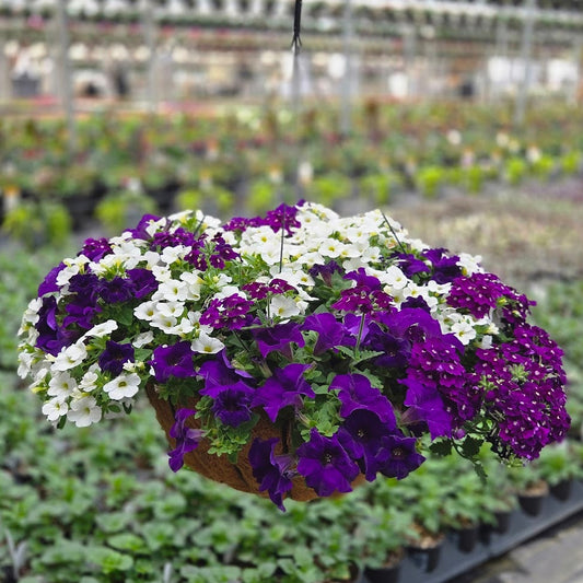 ColorWave | Purple Passion - Grand Hanging Basket