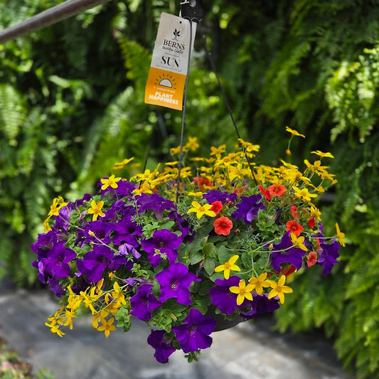 ColorWave | Shooting Star - Large Hanging Basket