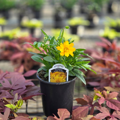 Coreopsis | Coreopsis