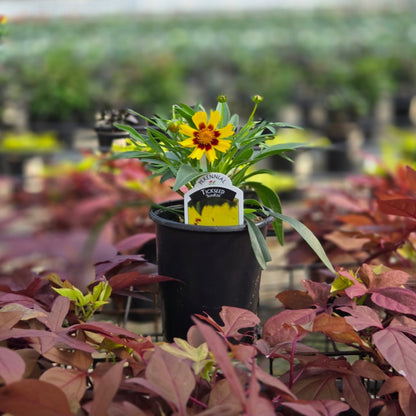 Coreopsis | Coreopsis