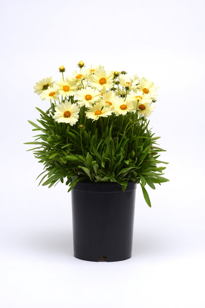 Coreopsis |  $12 Pollinator Favorites