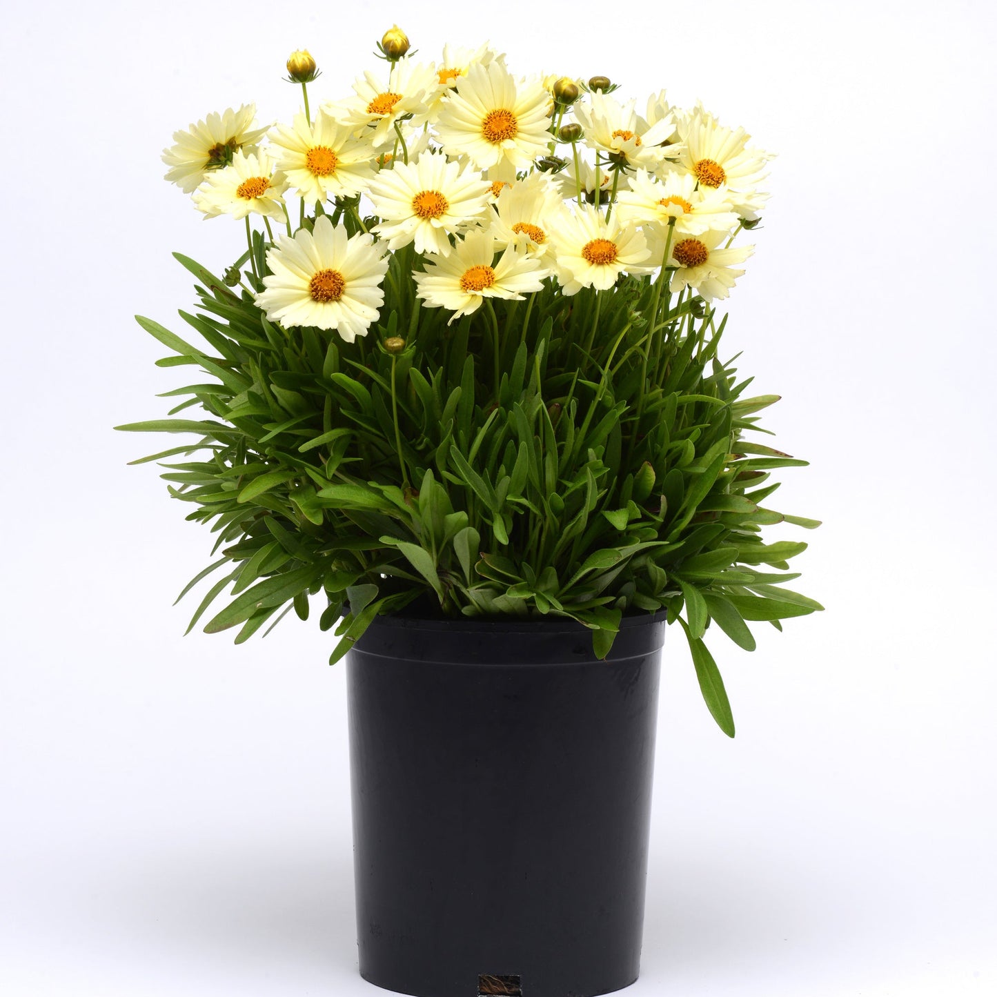 Coreopsis Pollinator Favorites | UpTick - 1 Gallon